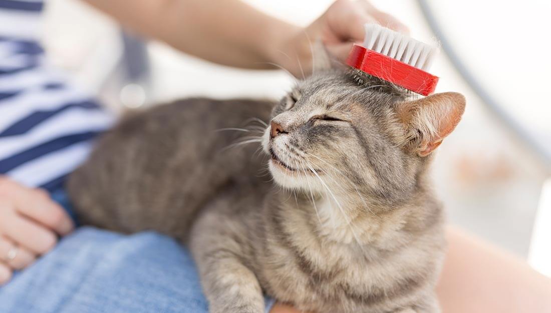 Grooming is part of responsible pet ownership. This is a cat being groomed on a person's lap.