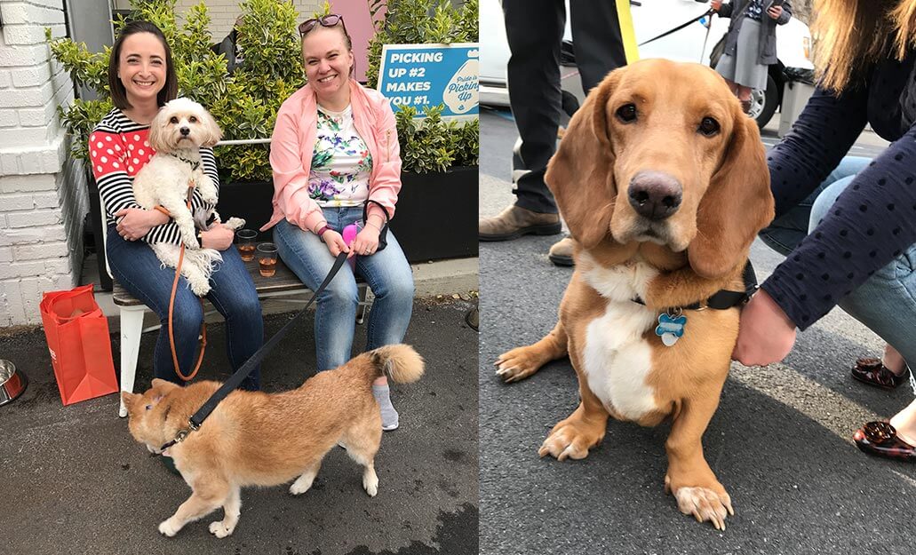 People and dogs enjoying the Yappy Hour event
