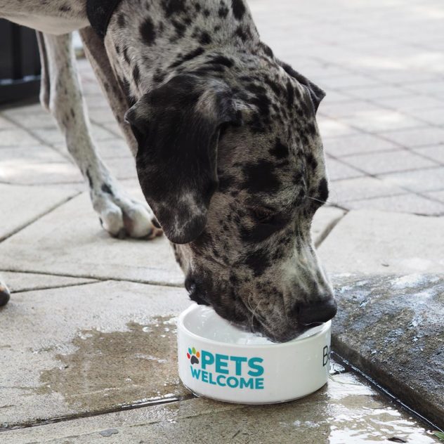 A Great Dane drinking from a Pets Welcome bowl
