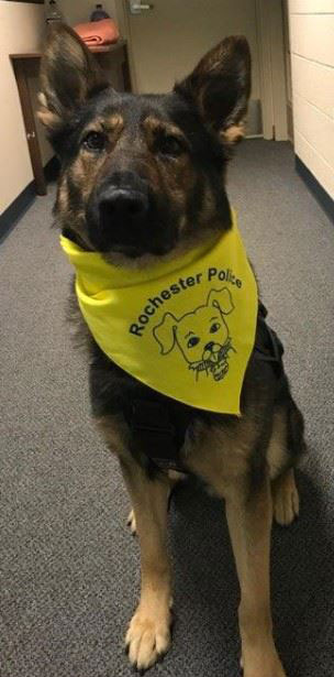 Dog wearing Rochester Police bandana