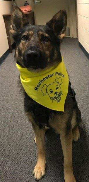 Chien portant un bandana de la police de Rochester