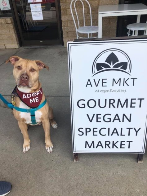 adoptable dog at vegan market