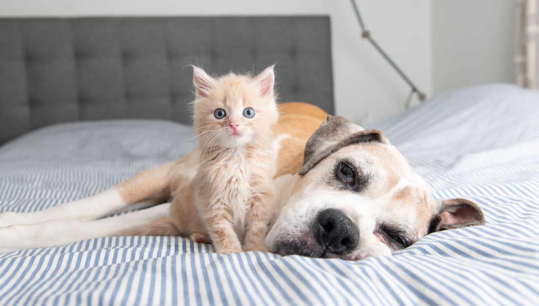 chien âgé avec chaton