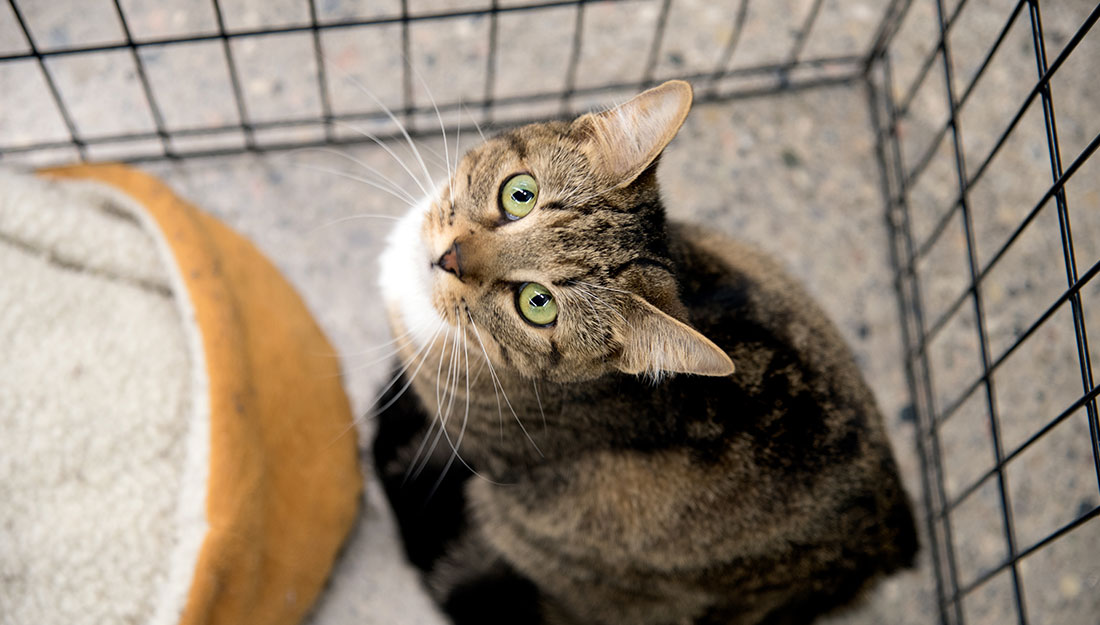 chat regardant de l'intérieur de la cage dans un centre d'adoption