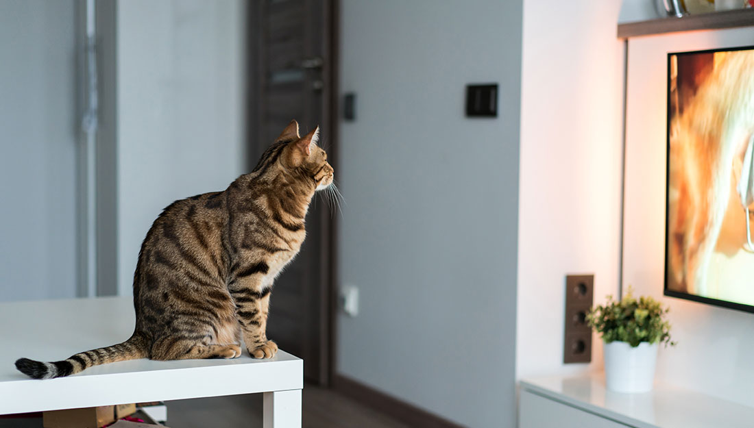 cat watching tv