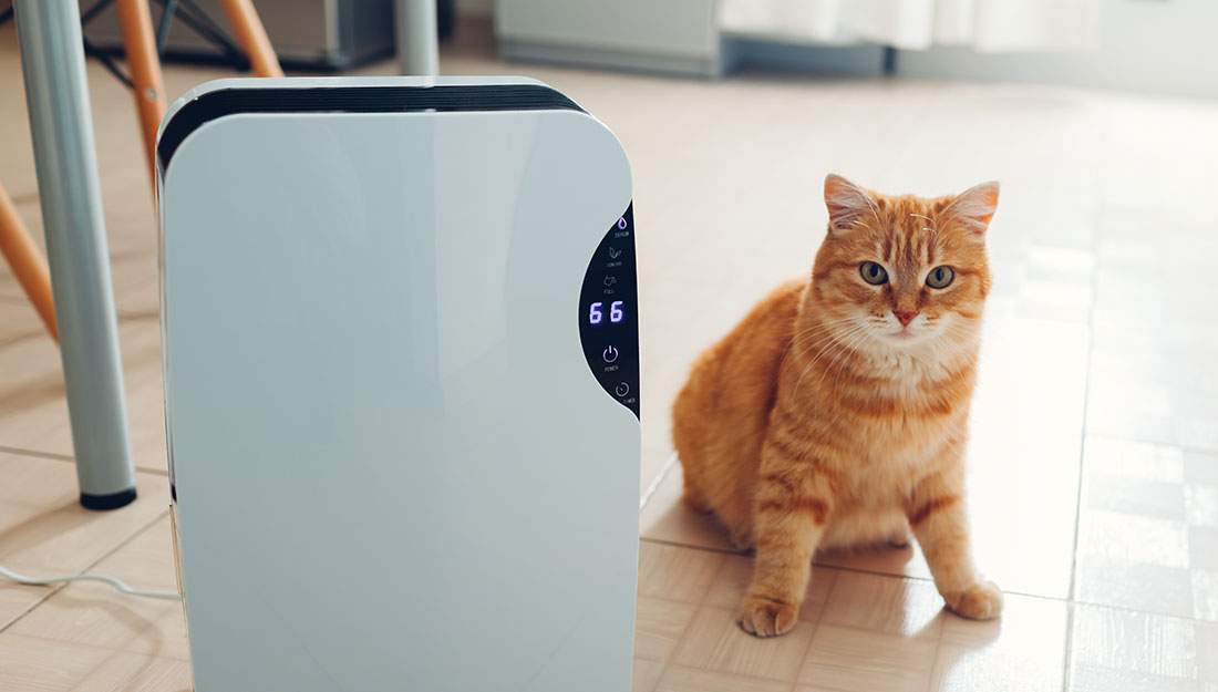 Cat near heater