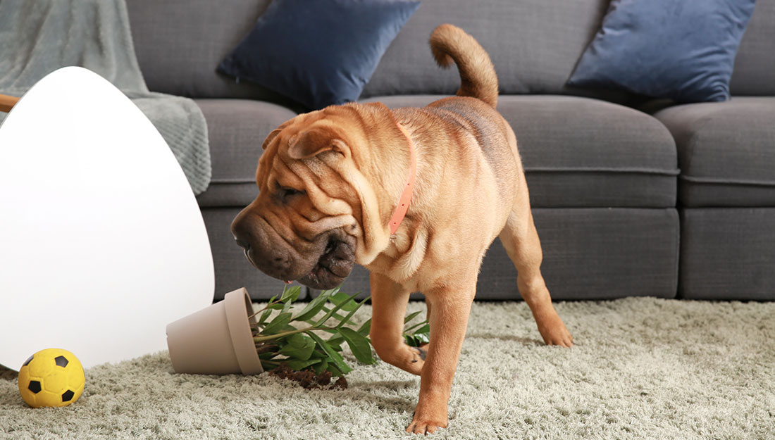 dog that has knocked over a plant