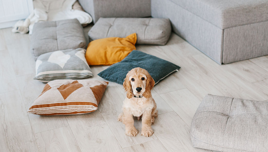 dog with scattered pillows in living room