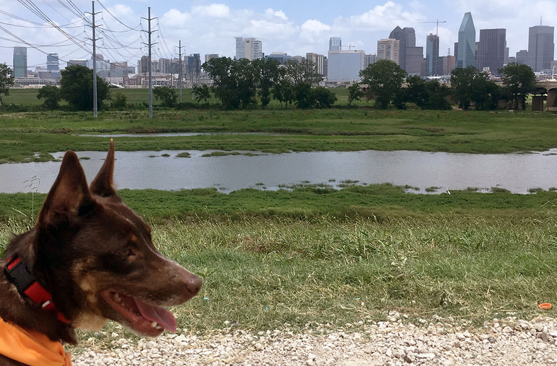 A dog with the Dallas skyline
