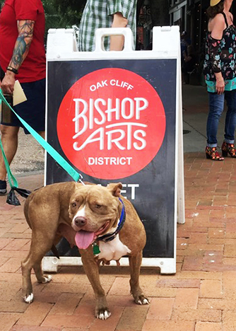 A dog in front of Bishop Arts sign