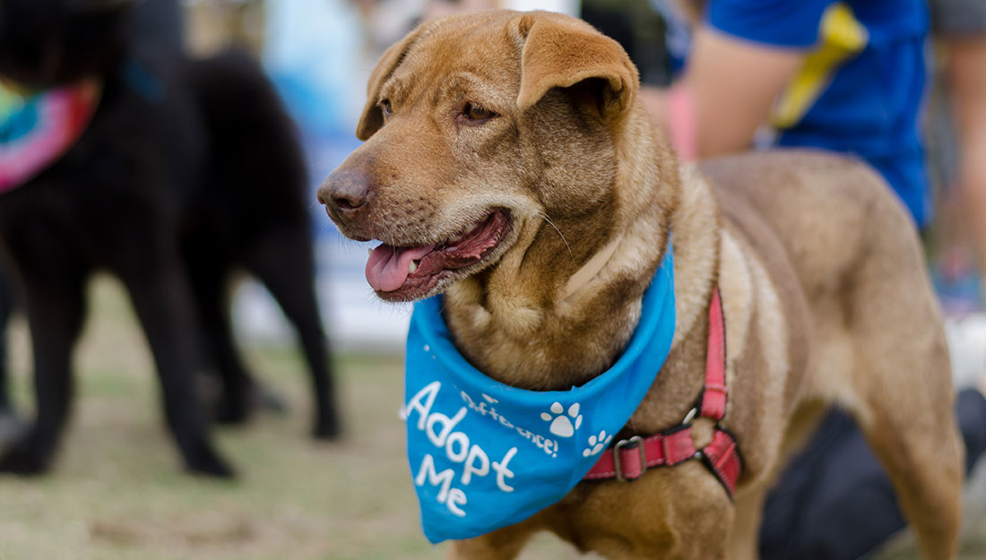 chien portant un bandana "adoptez-moi"