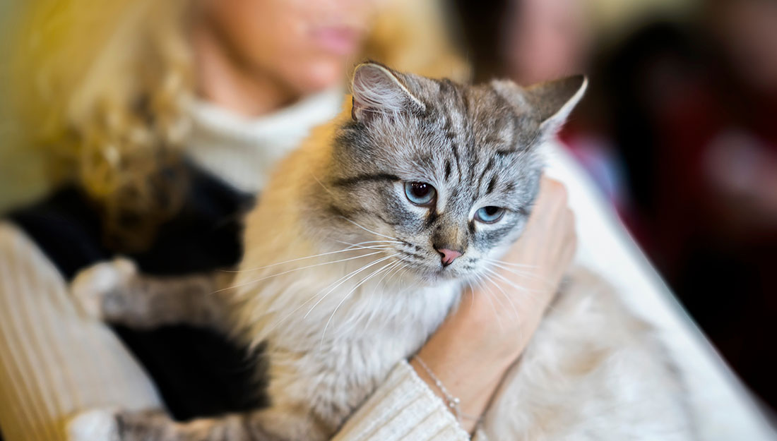 chat dans les bras d'un bénévole