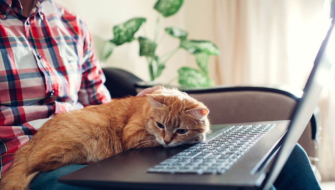 chat qui dort sur le clavier