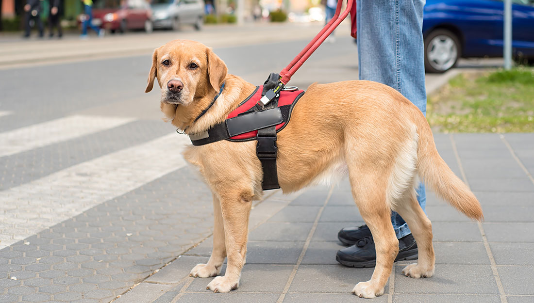 crossing street with service dog