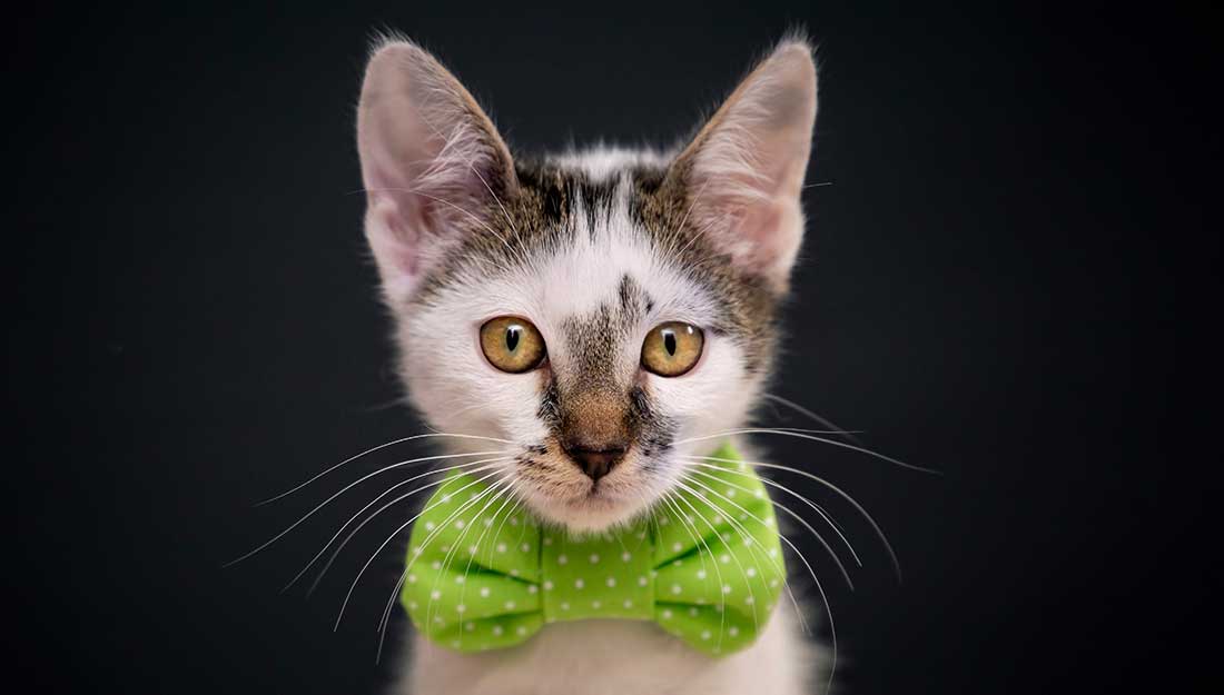 Cat in bow tie