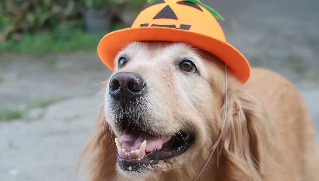 Dog in pumpkin hat