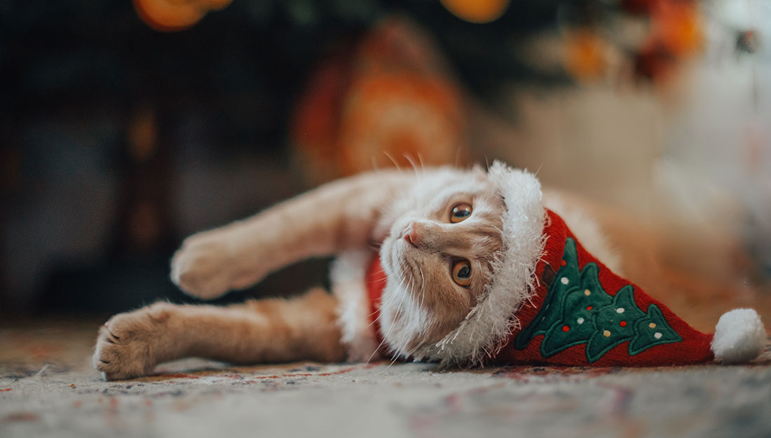 cat laying near tree