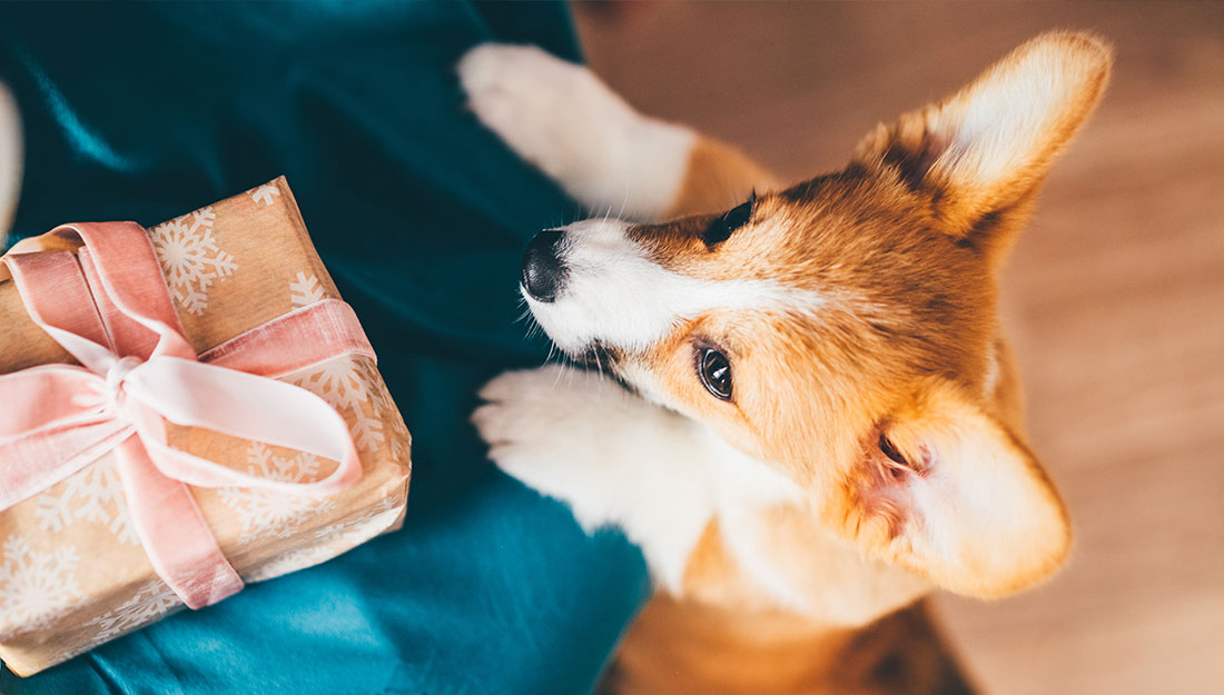 dog looking at present