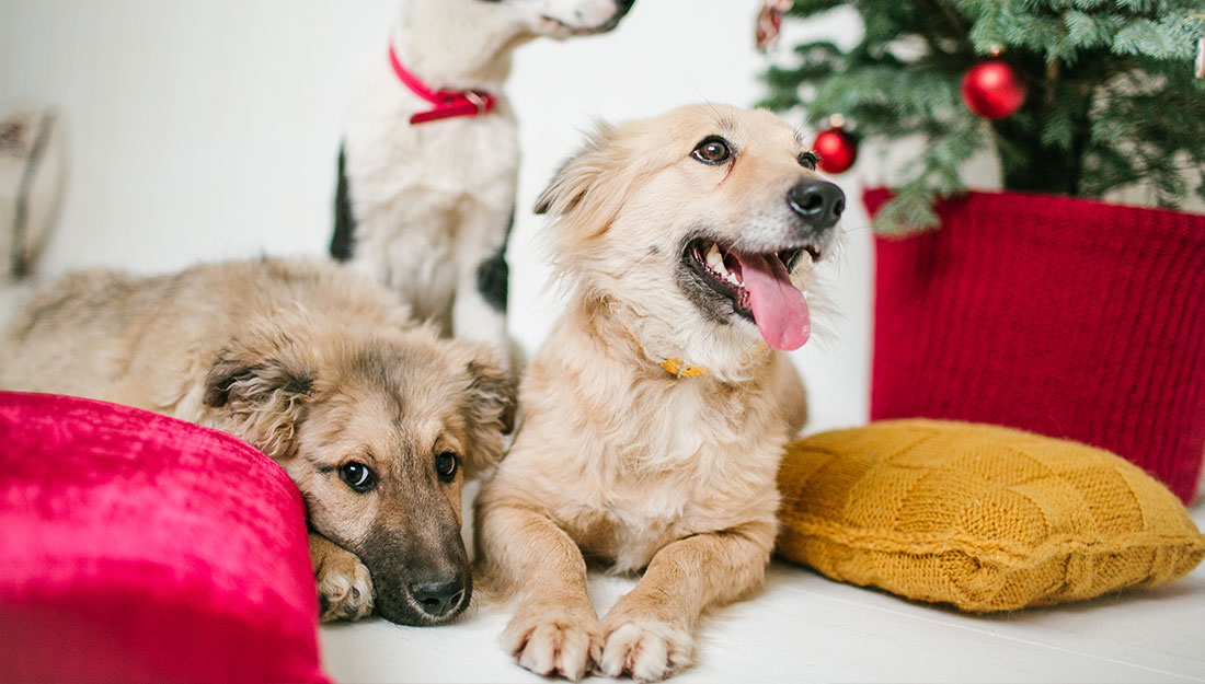 dogs gathered near tree