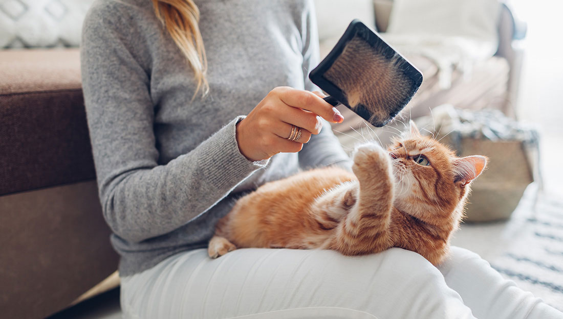 woman brushing cat
