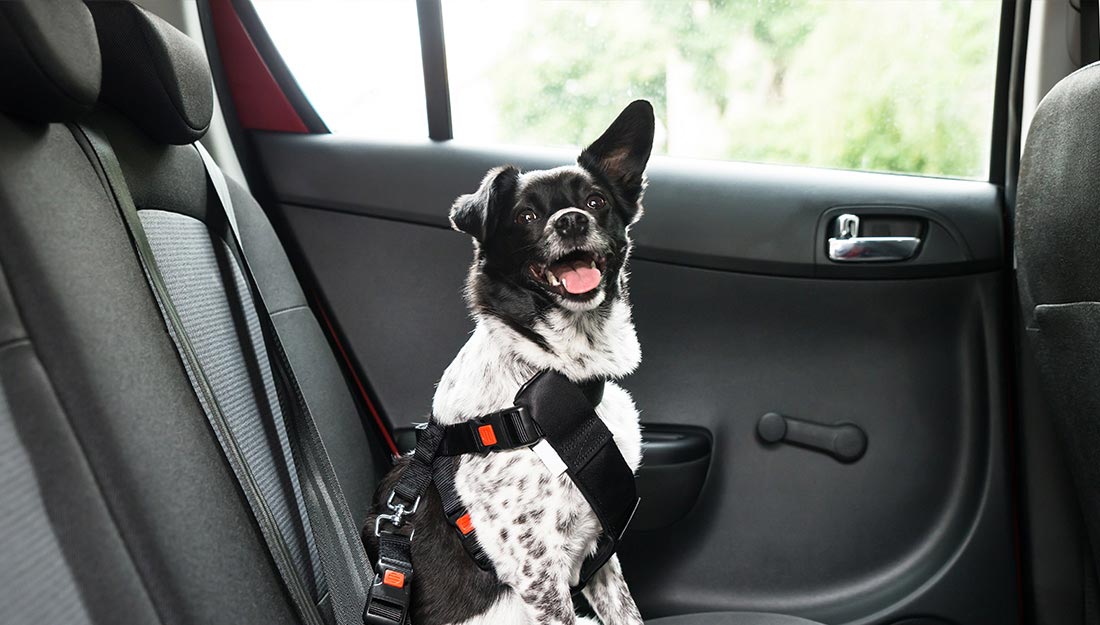 dog sitting safely in car wearing a harness