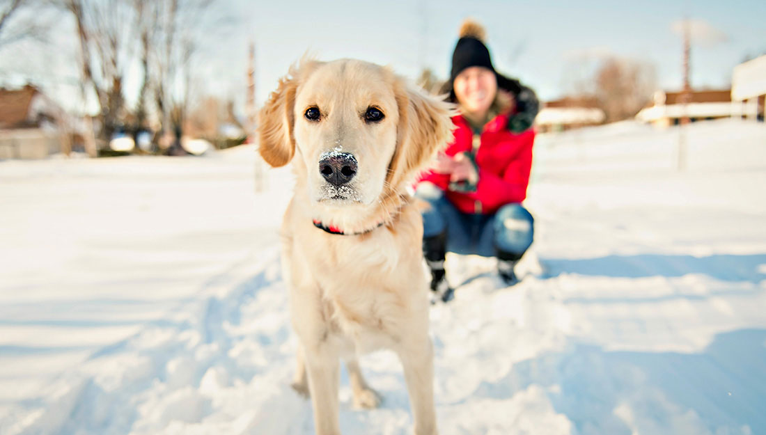 marcher avec un chien dans la neige