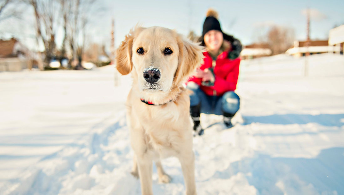 walking with dog in the snow