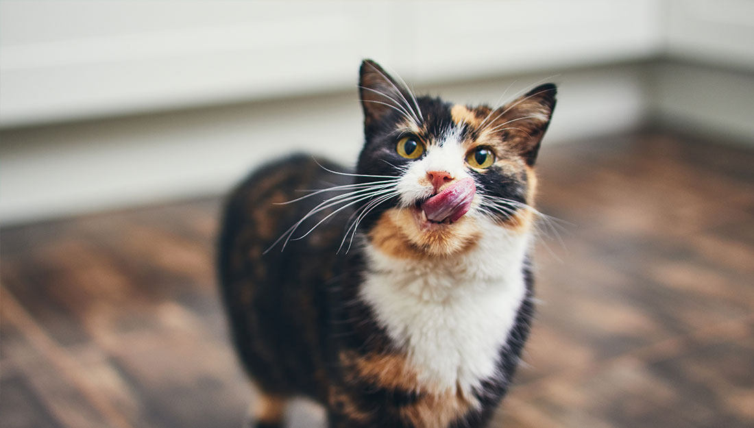 cat licking lips