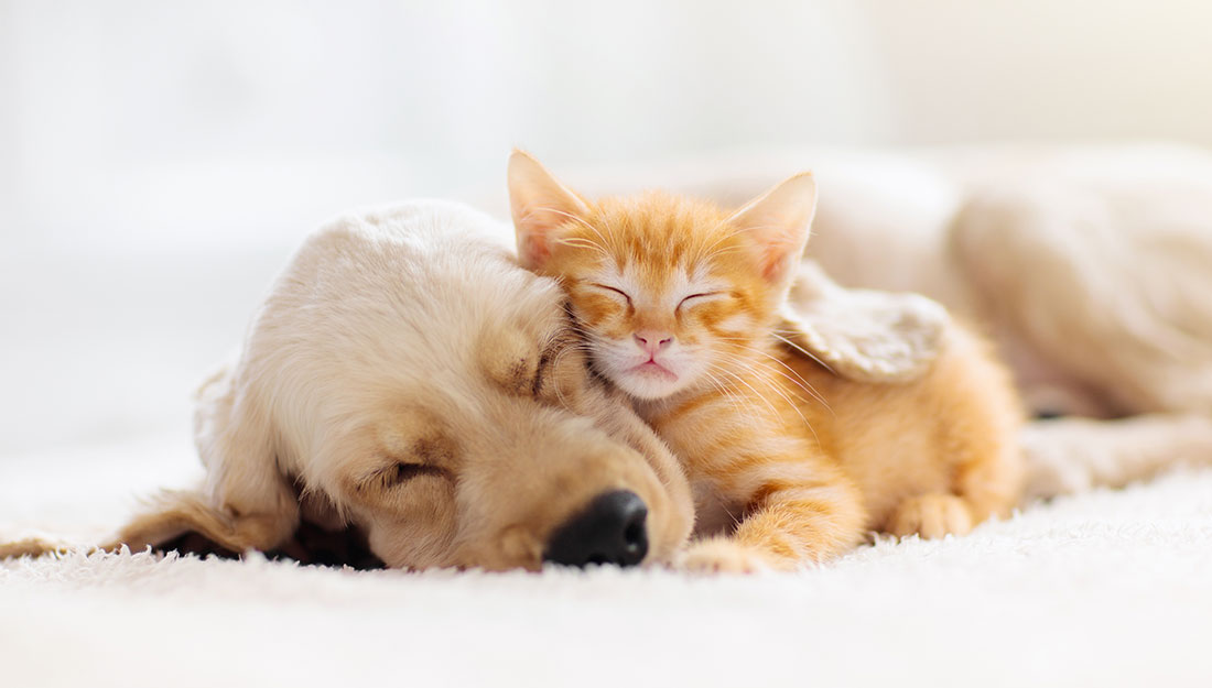 dog and cat napping together