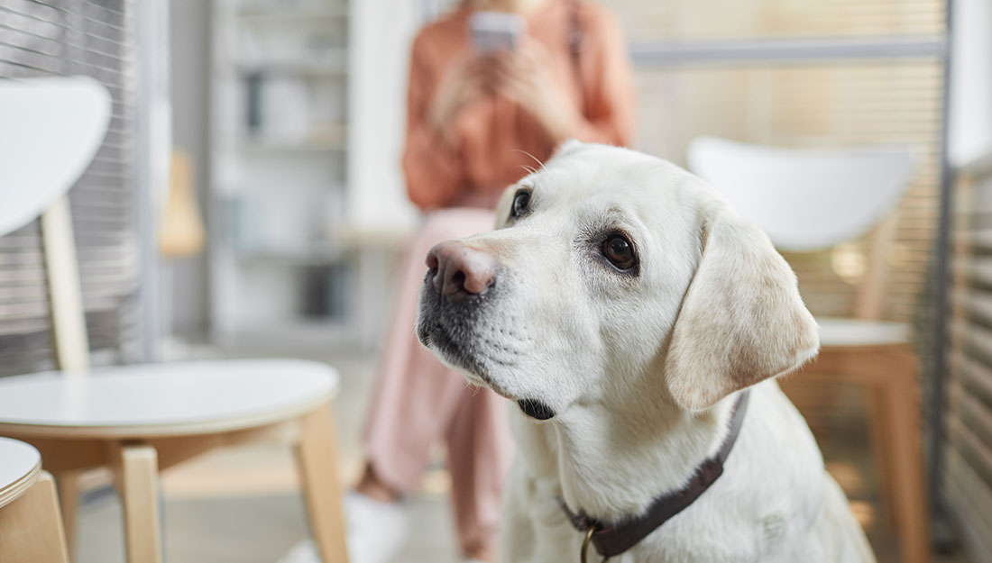 un chien dans un magasin regarde curieusement son propriétaire