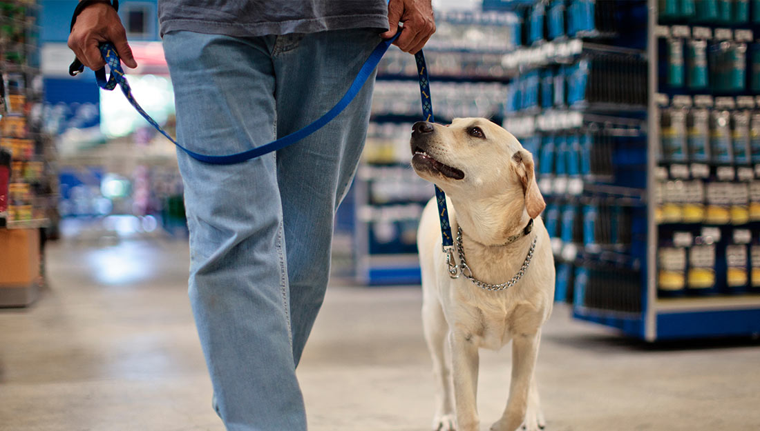 A dog on a leash looks up at its owner as it walks through a business.