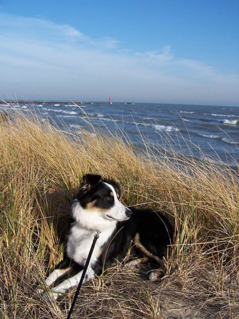 A dog sitting in the grass on the beach next to Lake Michigan