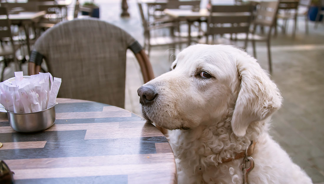 A large white dog rests its chin on the edge of a cafe table and looks at the camera as if begging for food
