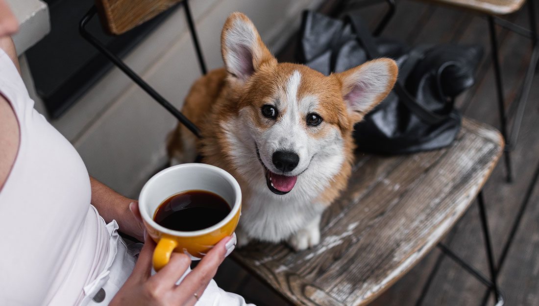A corgi sits on a bench next to its pet parent, who is holding a cup of coffee.