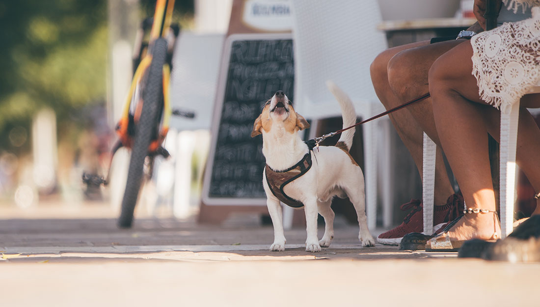 A dog on a leash sits at the feet of someone sitting at a cafe, and looking up at its pet parents.