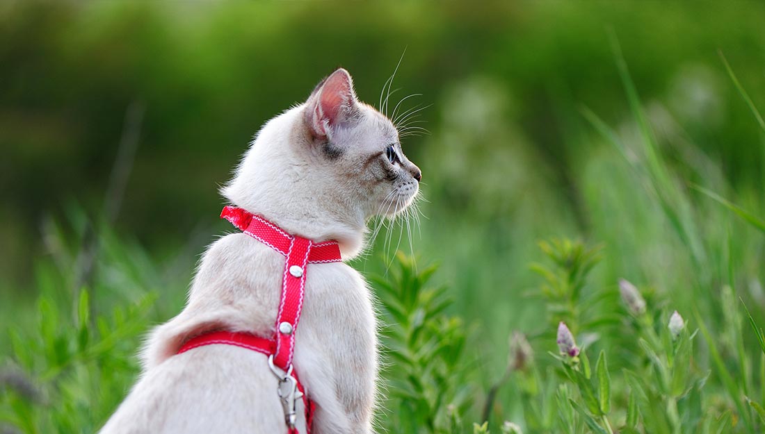 A grey cat sitting in the grass, wearing a red harness and leash.