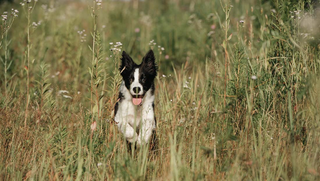 A happy black and white border collie runs through tall grasses.