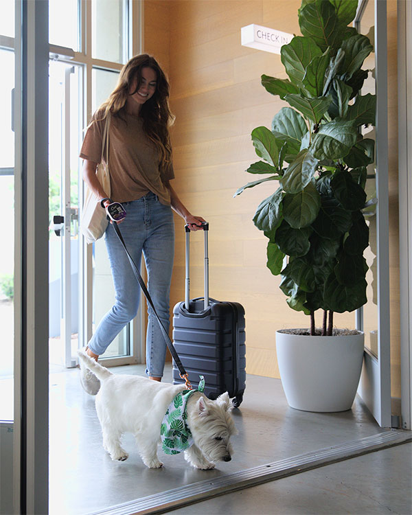 A person with a suitcase walks into a Hilton hotel with a dog on a leash.