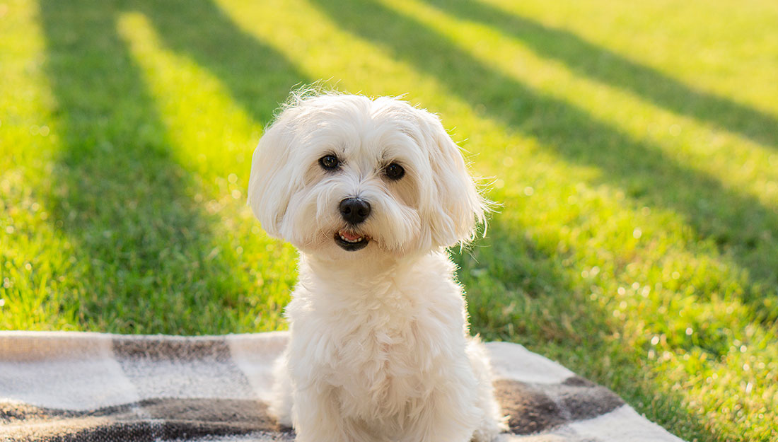 A fluffy white dog sits on a blanket in a yard as the sun goes down.