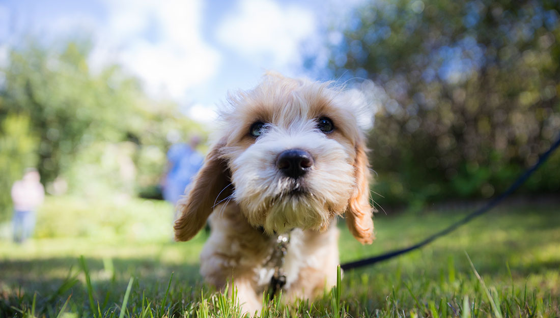A cute small dog on a leash walks through the grass toward the camera.