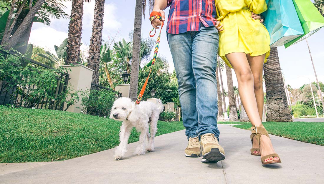 A couple carrying shopping bags walks on a sidewalk with a cute white dog on a leash.