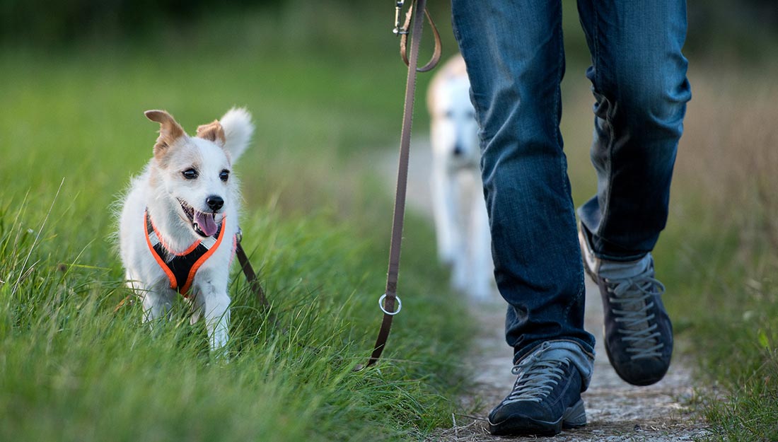 A person walks along a trail with two white and tan dogs.