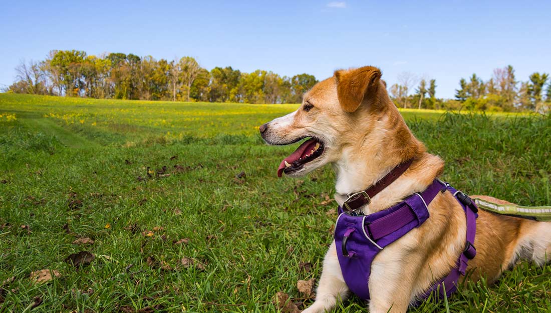 A tan dog in a purple harness relaxes on the grass.