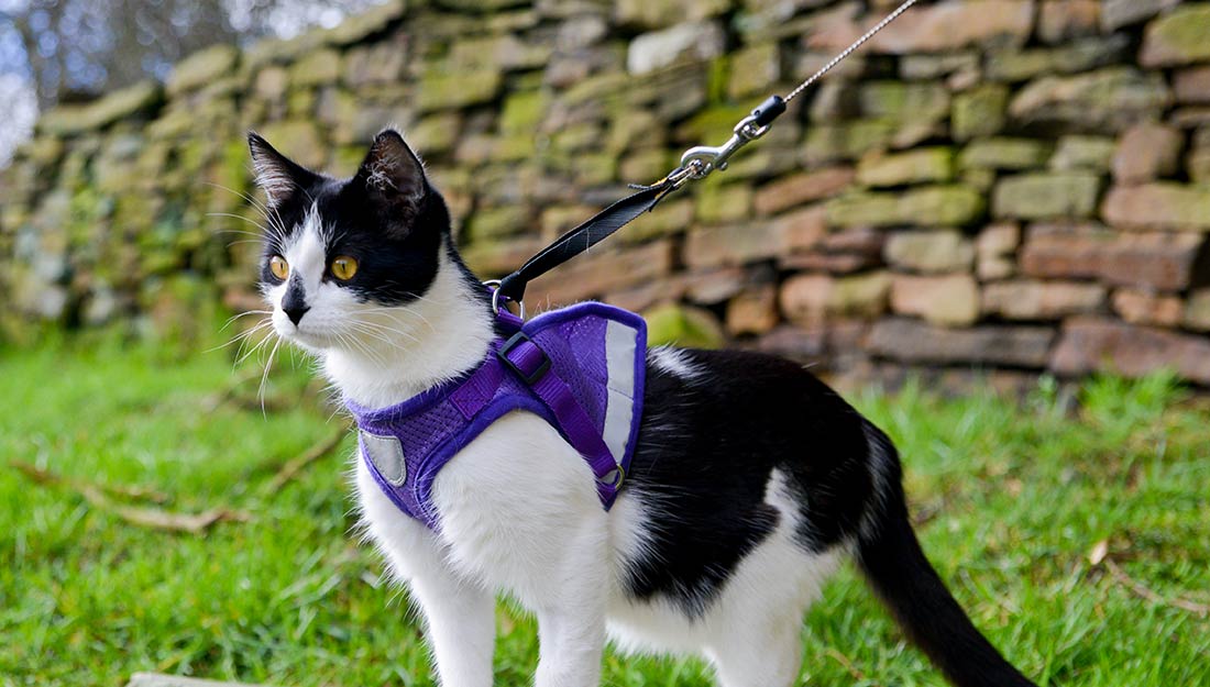 A black and white cat in a harness and leash stands outside on the grass.