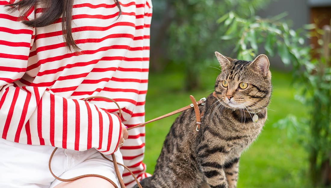 A person sits outside with a striped cat that is on a leash.