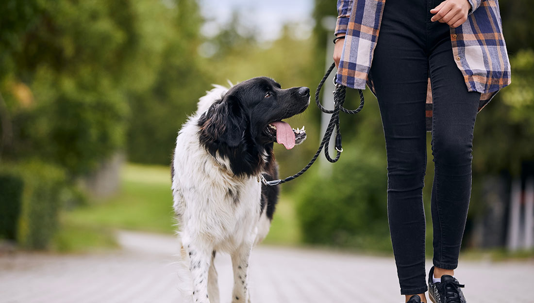 A person walks outside with a black and white dog on a leash.