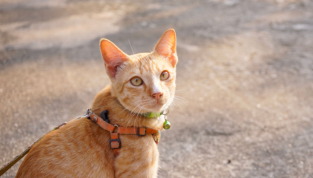 An orange striped cat in a harness sits on the ground looking up at the camera.