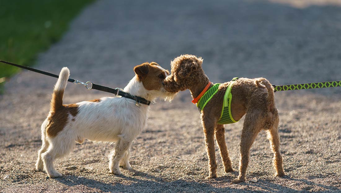 Deux petits chiens tenus en laisse se rencontrent sur un chemin et se reniflent le nez.