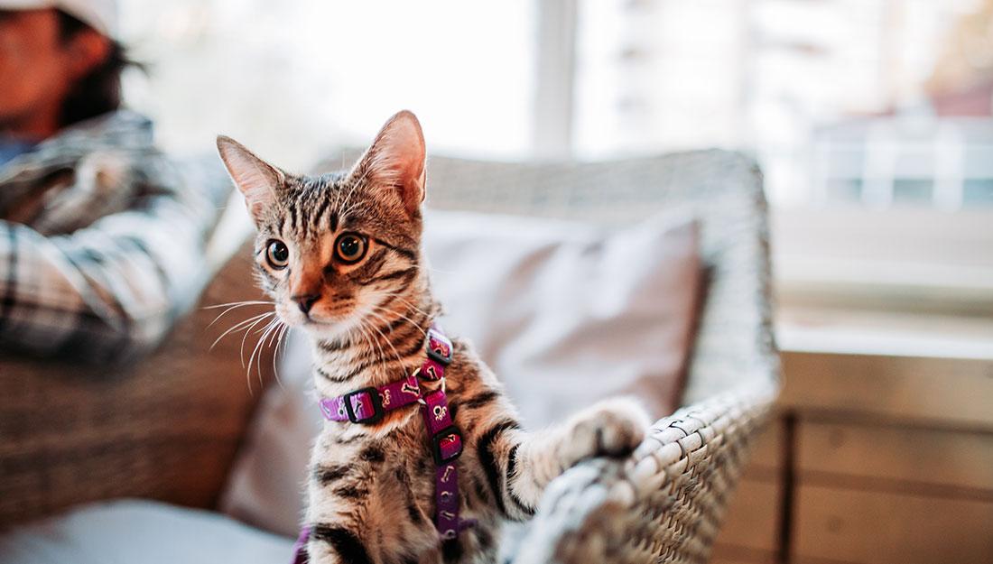 A striped cat in a purple harness stands up on a chair and looks curiously at the camera.