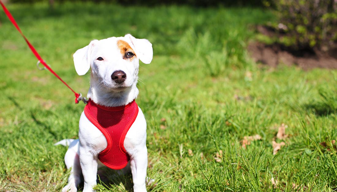 A cute white puppy in a bright red harness and leash sits on the grass.